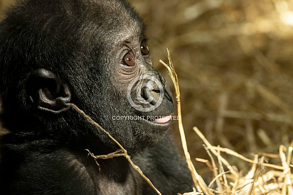Baby Western Lowland Gorilla Side Profile Baby Western Lowland Gorilla Side Profile