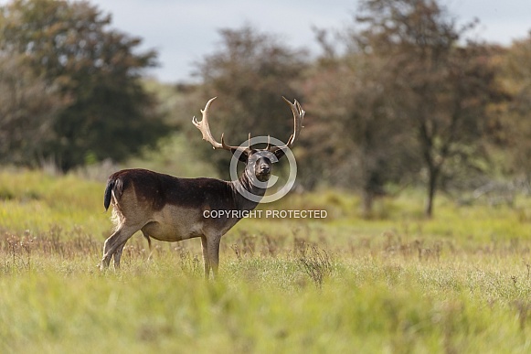 Fallow Deer