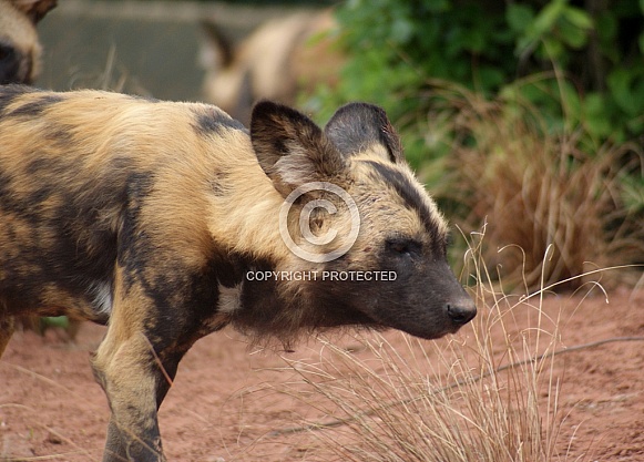 African Wild Dog