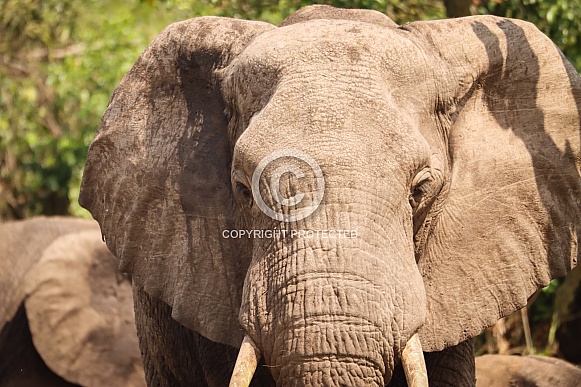 African Elephant