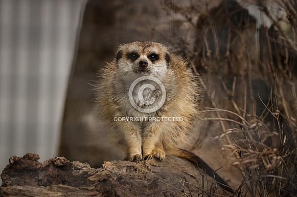 Meerkat