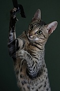 Savannah cat Gaia