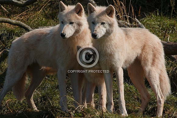 Arctic Wolf Family