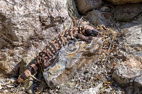 Gila Monster