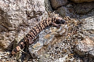 Gila Monster