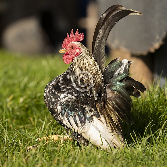 Bantam Cock Bantam Cock