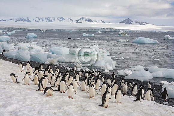 Adelie penguins - Antarctica