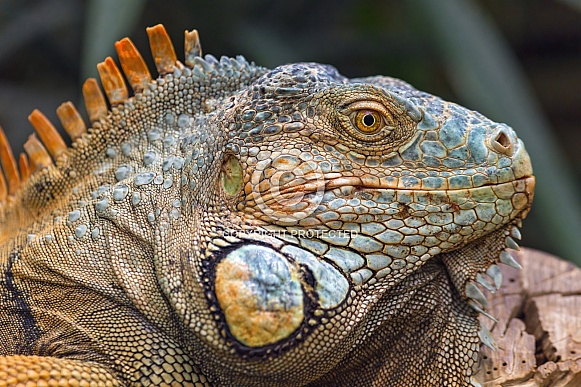 Portrait of an iguana Portrait of an iguana
