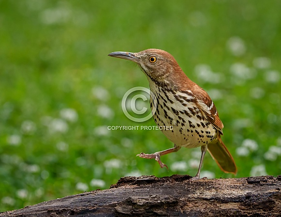 Brown Thrasher