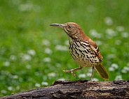 Brown Thrasher