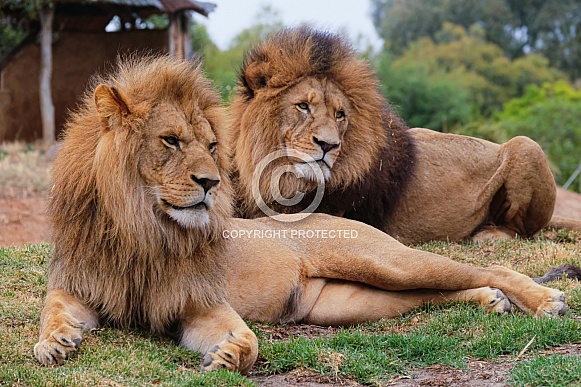 Male African Lion (Sheru)
