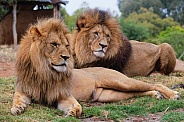 Male African Lion (Sheru)