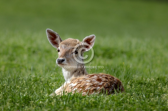 Chital Deer