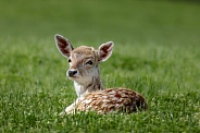 Chital Deer