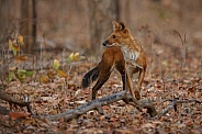 Dhoul pose in the nature habitat