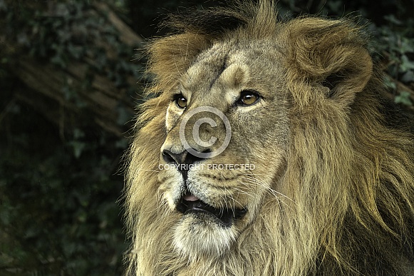 Asiatic Lion Close Up Face Shot Asiatic Lion Close Up Face Shot