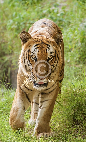 Bengal Tiger