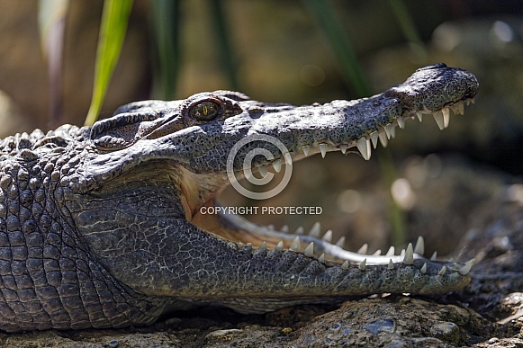 Crocodile Crocodile