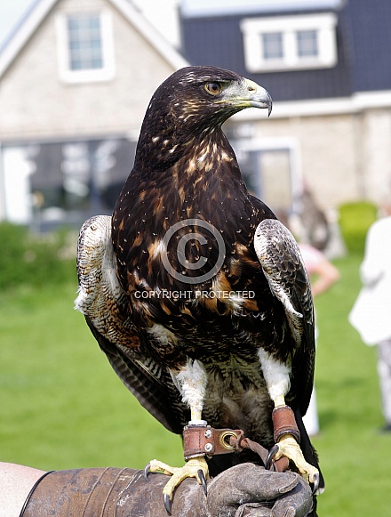 Black-chested buzzard-eagle, juvenile Black-chested buzzard-eagle, juvenile