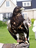 Black-chested buzzard-eagle, juvenile