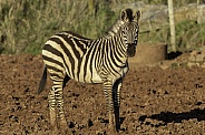 Grants Zebra Close Up