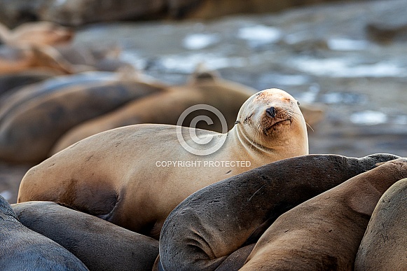 Sea Lions