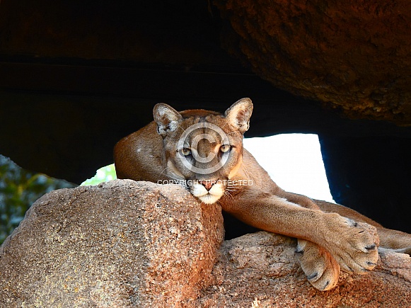 Cougar Cougar