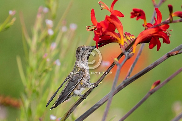 Hummingbird—Sipping Sipping Away