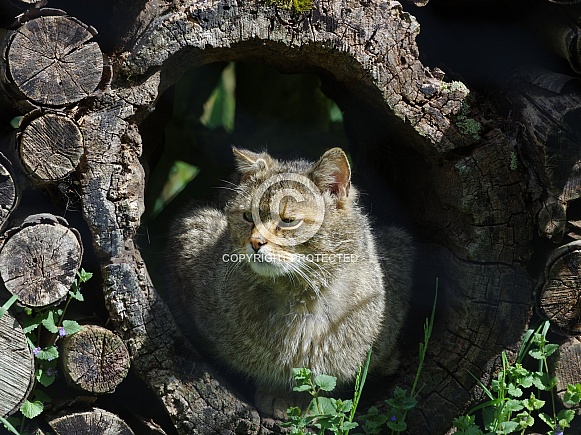 European wildcat