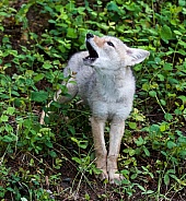 A Baby Coyote Howling