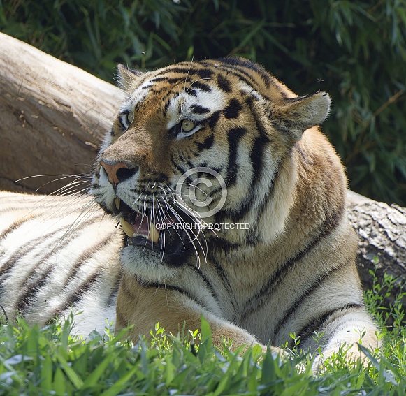 Bengal Tiger