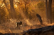 Majestic chackma baboon in amazing light