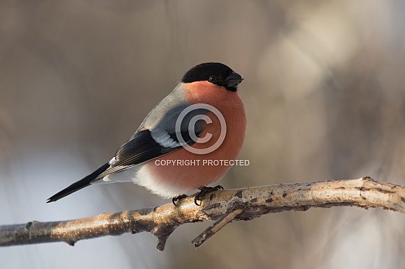 Bullfinch male Bullfinch male
