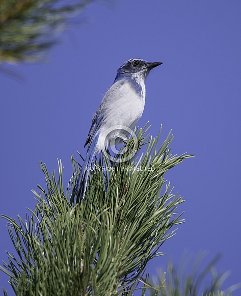 California Scrub Jay sitting on a pine branch