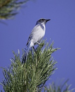 California Scrub Jay sitting on a pine branch