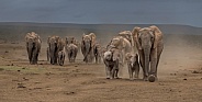 Elephant herd rushing in