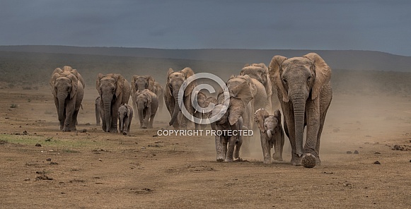 Elephant herd rushing in Elephant herd rushing in