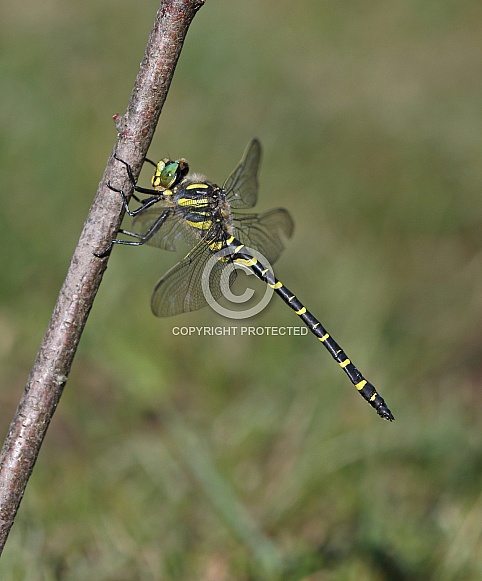 Golden ringed Dragonfly