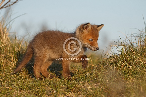 Red fox and cubs
