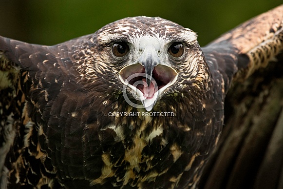Juvenile Chilean Blue Eagle Calling Close Up