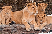 Lioness and Cubs