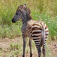 Zebra, young
