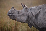 Indian rhino in the nature habitat