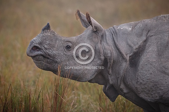 Indian rhino in the nature habitat