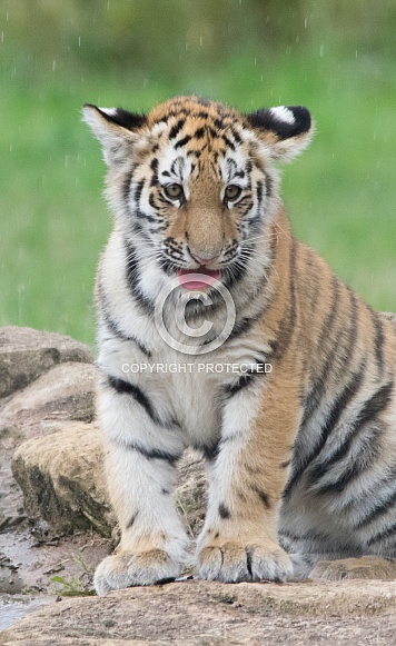Amur Tiger Cub