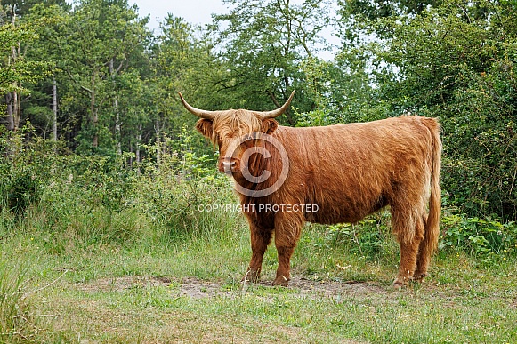 A beautiful Scottish Highlander in the green countryside.
