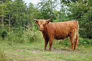 A beautiful Scottish Highlander in the green countryside.