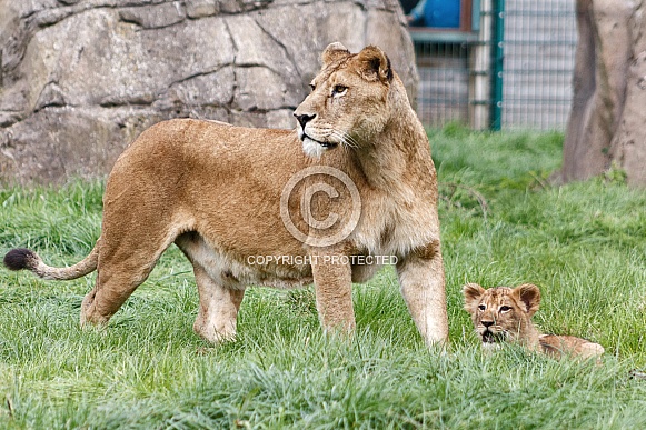 African lioness with cub