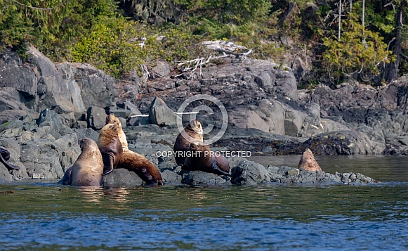 Stellar Sea Lions