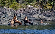 Stellar Sea Lions